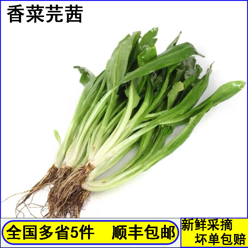 大芫茜新鲜泰国越南香料菜刺芹500g顺丰冬阴功汤调味胡萝卜食用