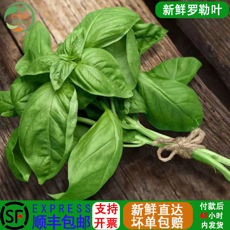 叶酱食用西餐香料罗勒叶