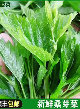 新鲜现摘嫩桑芽菜酒店高端蔬菜