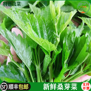新鲜桑芽菜食用嫩桑芽桑苗酒店特色高端蔬菜上汤桑尾现摘桑叶500g