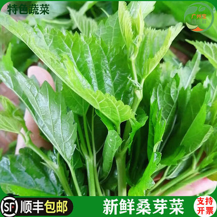 新鲜桑芽菜食用嫩桑芽桑苗酒店特色高端蔬菜上汤桑尾现摘桑叶500g
