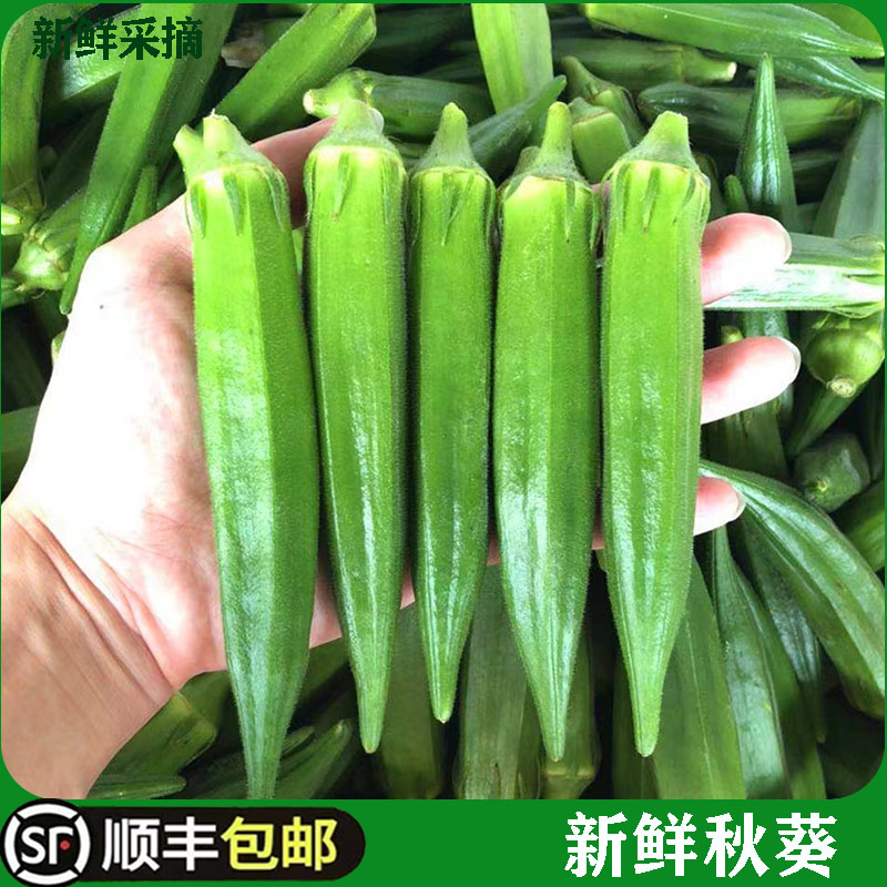 新鲜黄秋葵500g 六角豆羊角豆 水果黄秋葵 新鲜农家蔬菜 顺丰包邮