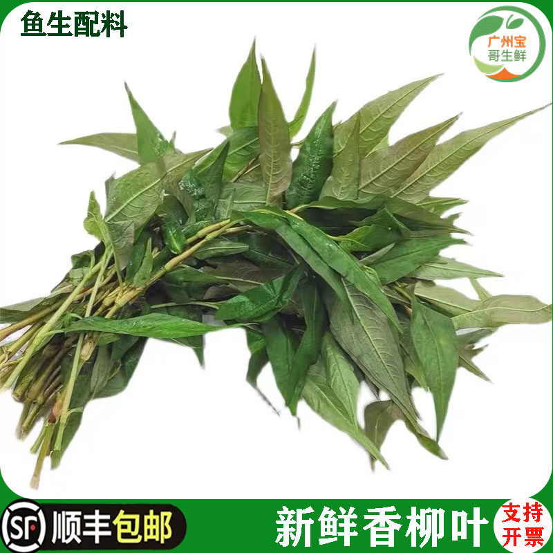 新鲜香柳叶 叻沙叶香蓼辣蓼草 拉萨叶拉莎叶500g鱼生香菜火锅配料