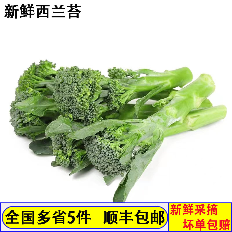 新鲜西兰苔500g 手指西兰花 蔬菜兰花苔青花苔青花菜西餐酒店食材