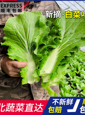 东北打饭包菜叶新鲜包饭叶子现摘蘸酱蔬菜打菜包饭农家即食邮顺丰