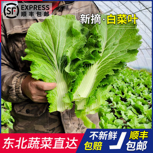 东北打饭新鲜叶子现摘蔬菜