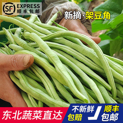 新鲜蔬菜小金东北王现四季豆