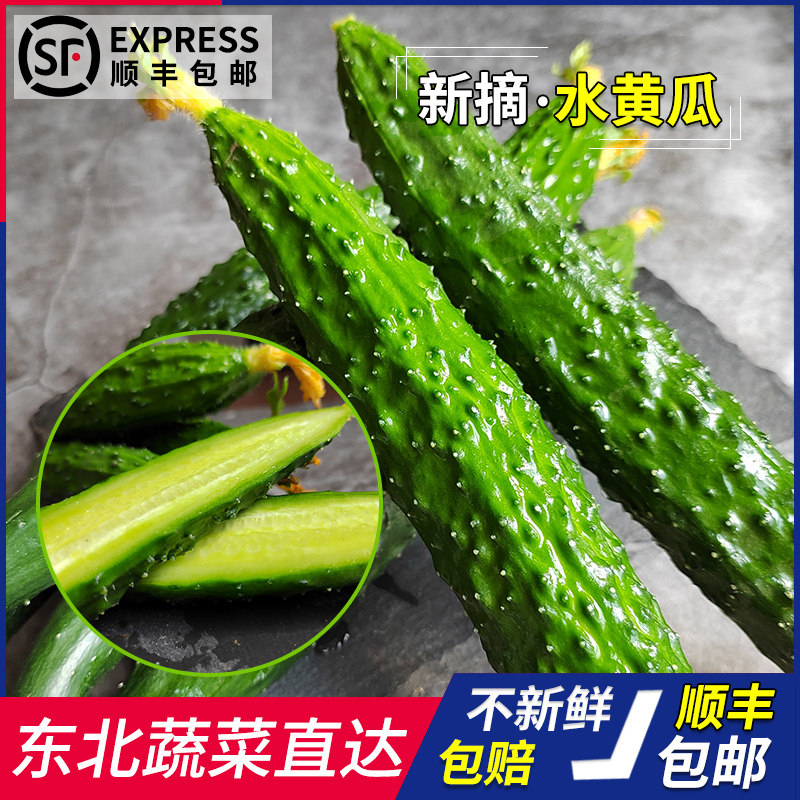 本地黄瓜新鲜带刺东北黄瓜农家现摘生菜水果黄瓜蔬菜批发长黄瓜脆