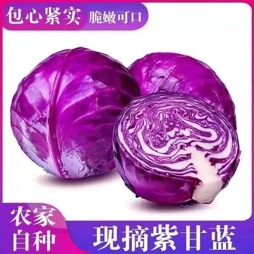 云南高山紫甘蓝紫包菜农家种植沙拉蔬菜生吃凉拌紫色包心菜