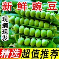 云南高山水果豌豆新鲜带壳青豆角粒农家蔬菜水果甜豆荚嫩当季蔬菜
