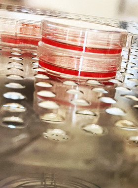 细胞毒性实验 生物实验 医学实验 CCK8 MTT