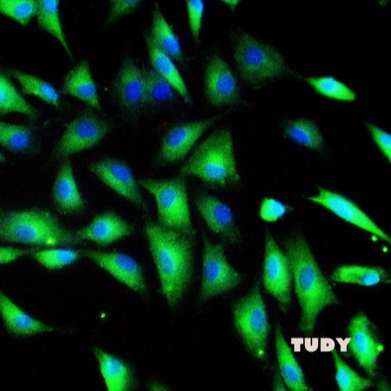 免疫荧光 毒性实验CCK8 MTT 裸鼠 科研实验技术服务 细胞实验外包