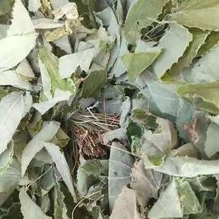 四川剑叶淫羊藿中药材纯野生深山新鲜现挖干货仙灵脾三支九叶草