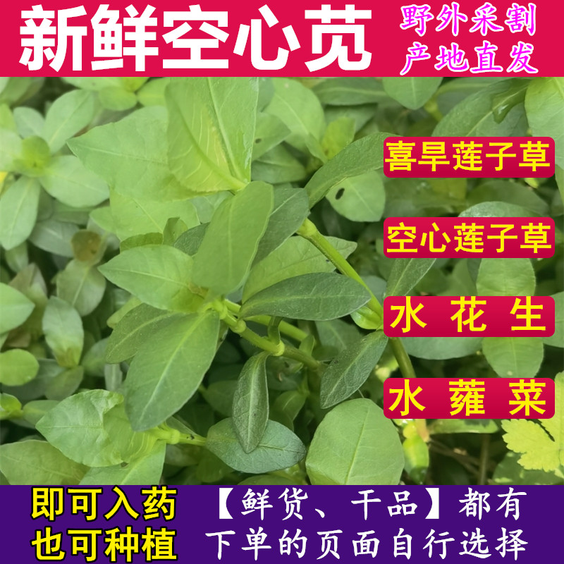 新鲜空心苋中药材喜旱莲子草500g包邮水花生空心莲子草可栽种易活