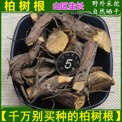 柏树根切段自然晒干中药材
