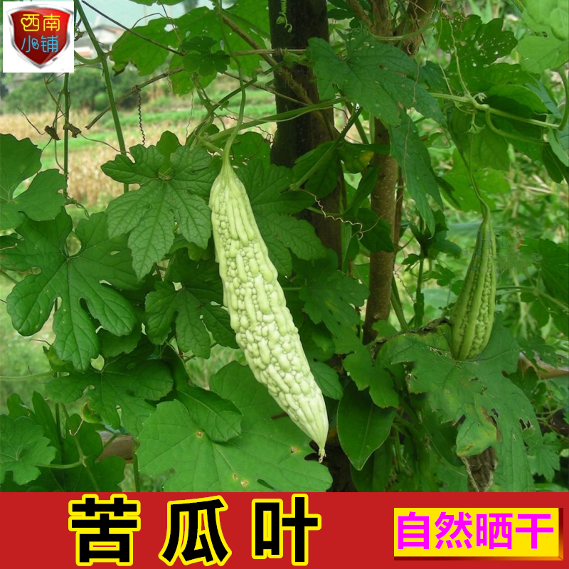 苦瓜叶 干货癞瓜叶子 农家葫芦科植物蔬菜苦瓜的叶100g包邮中药材