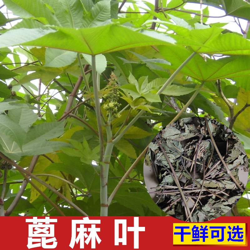 深山现摘新鲜蓖麻叶 蓖麻子叶500g包邮 蓖麻籽农村中草药材蓖麻根