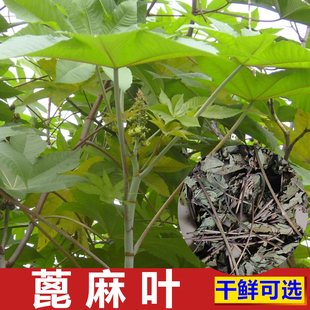 深山现摘新鲜蓖麻叶 蓖麻子叶500g包邮 蓖麻籽农村中草药材蓖麻根