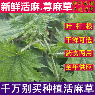 新鲜荨麻草食用白活麻叶烫火锅吃500g包邮禾麻根青河麻根苗中药材