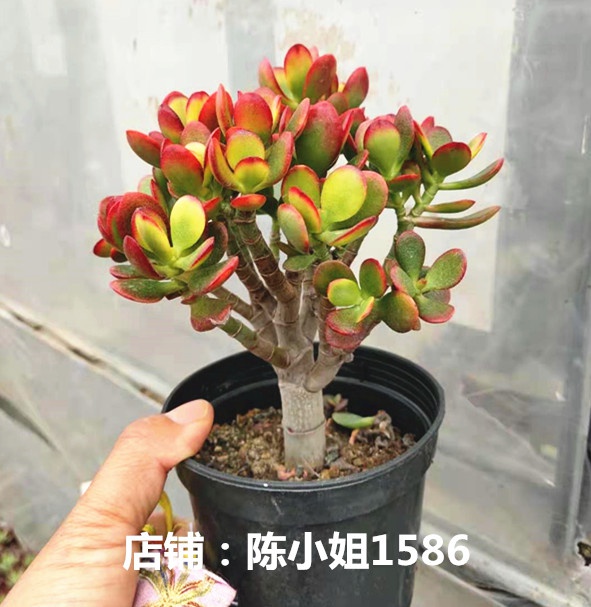多肉植物萌肉肉特价 天猫多肉植物萌肉肉优惠券 淘宝多肉植物萌肉肉优惠卷免费领取 白菜哦 多肉植物萌肉肉特价 天猫多肉植物萌肉肉优惠券 淘宝多肉植物萌肉肉优惠卷免费领取 白菜哦