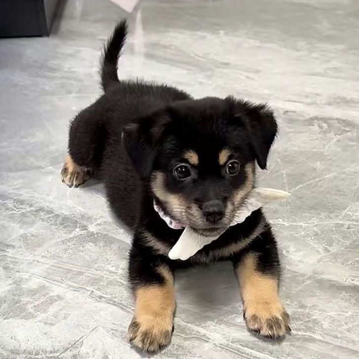 纯种土狗活物中华田园犬幼犬黄狗黑狗白狗可爱小花狗