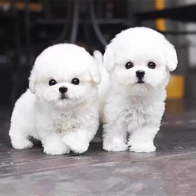 纯种比熊幼犬长不大不掉毛飞耳法国比熊犬小型犬茶杯犬活体宠物狗