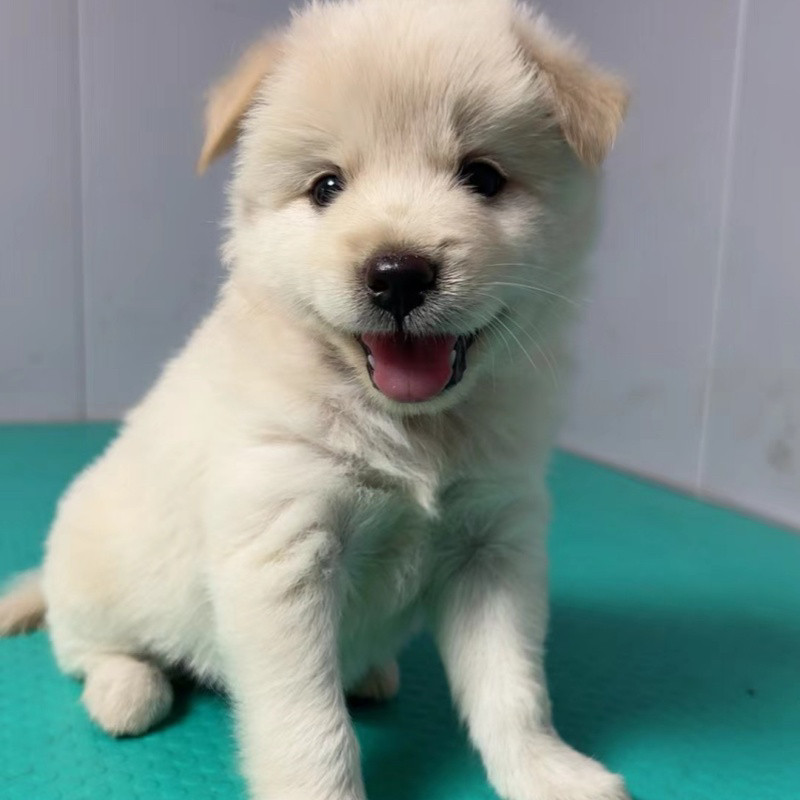 中华田园犬活体狗狗白狗幼犬活体狗狗