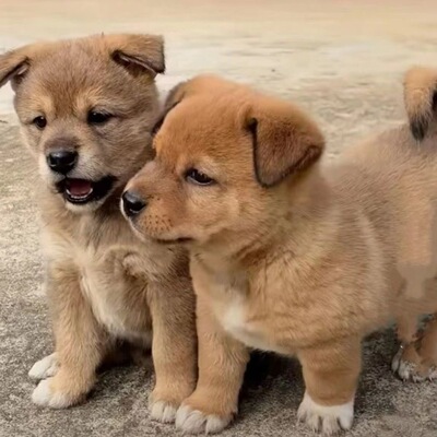 中华田园犬幼崽幼犬大黄狗狗土狗农村家养狗狗看家狗活体混血狗狗