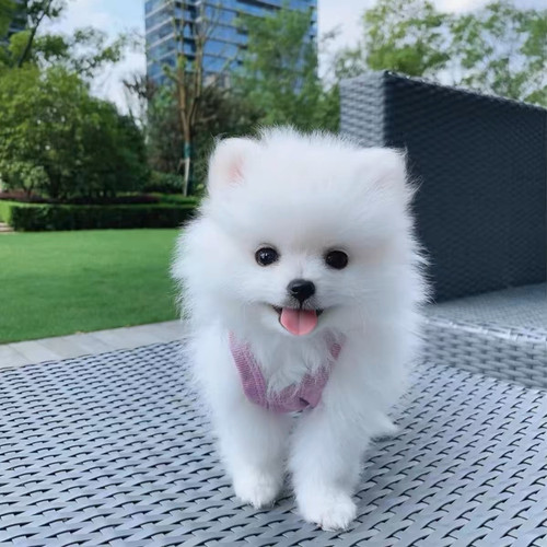 混血博美幼犬活体球形小体长不大的茶杯犬狗活物宠物狗非纯种