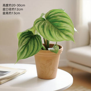 西瓜碧浪蔓绿绒 西瓜皮 网红室内绿植 桌面盆栽带盆
