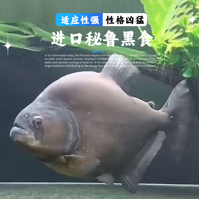 秘鲁黑食水虎钻黑普黑阿拉瓜亚