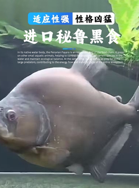 秘鲁黑食水虎钻黑普黑阿拉瓜亚