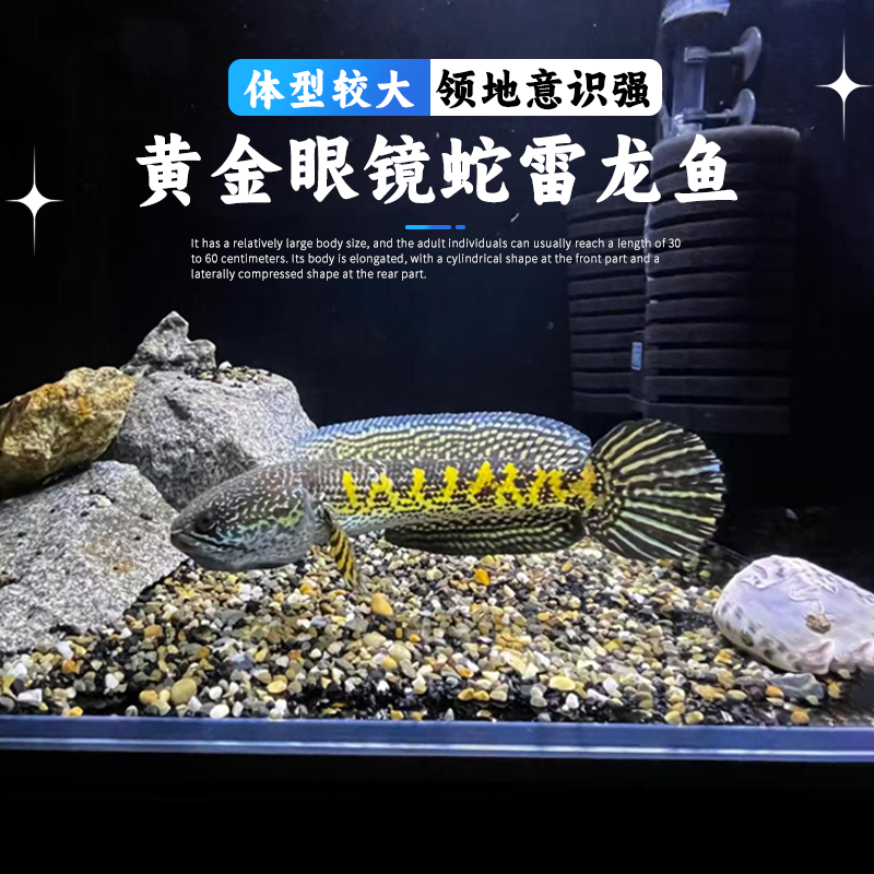 黄金眼镜蛇雷龙大型猛鱼好养活