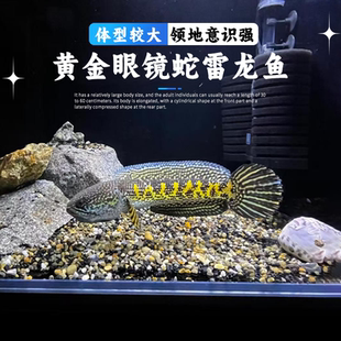 黄金眼镜蛇雷龙鱼猛鱼淡水观赏鱼热带鱼鬼王雷龙观赏鱼好活