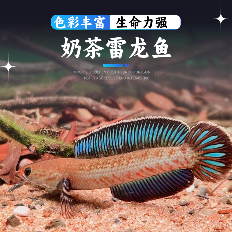 热带鱼观赏鱼阿萨姆奶茶热带鱼