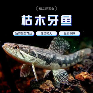枯木牙鱼橙腹牙鱼活体南美奥黑牙鱼七彩牙鱼加拉辛肉食性猛鱼