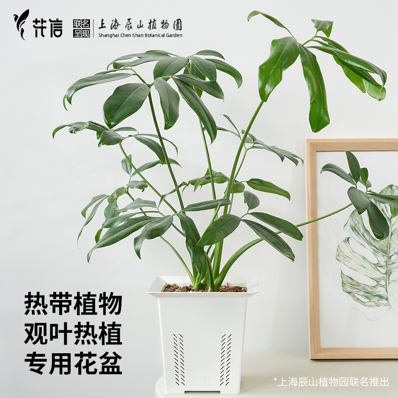 热植盆花信呼吸盆绿植花盆花卉创意花盆海芋蔓绿绒海棠龟背竹花烛-封面