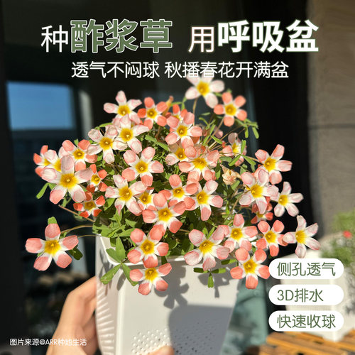 花信酢浆草专用透气通用花盆