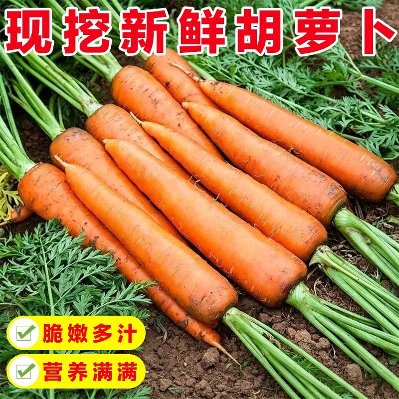 当季农家自种胡萝卜新鲜营养健康