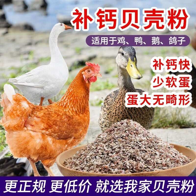 畜牧养殖贝壳粉猪牛羊用饲料添加
