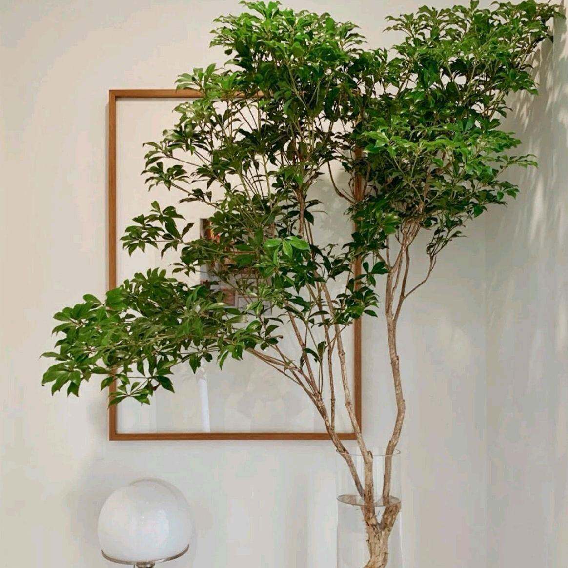 精选鲜切枝条室内盆栽绿植日本吊钟树水养植物花卉买一送一