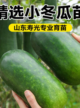 小冬瓜种子秧苗四季早熟阳台盆栽本地老品种高产白青皮大冬瓜苗