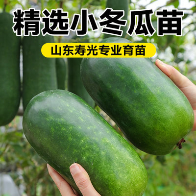 小冬瓜种子秧苗四季早熟阳台盆栽本地老品种高产白青皮大冬瓜苗