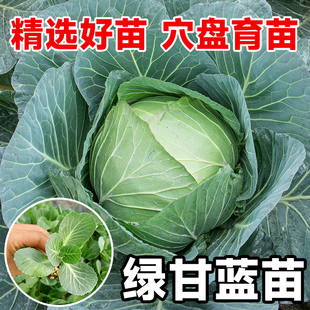 包菜秧苗种子带土山东寿光四季 阳台盆栽本地老品种牛心绿甘蓝苗子