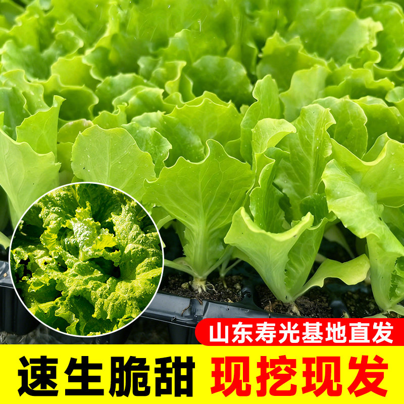 奶油生菜苗带土带根穴盘水培盆栽耐寒山东寿光罗马意大利生菜种子,农用物资,蔬菜种子/种苗,淘宝优惠券,粉丝福利购,淘宝优惠卷