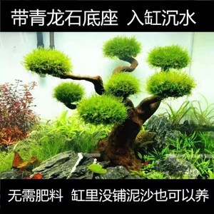 生态鱼缸造景全套鱼缸装饰造景水生植物金鱼缸里的水草迎客松活体