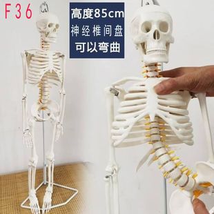 人体骨骼模型85cm170医学骨架解剖肌肉起止点瑜伽小白骷髅神经180