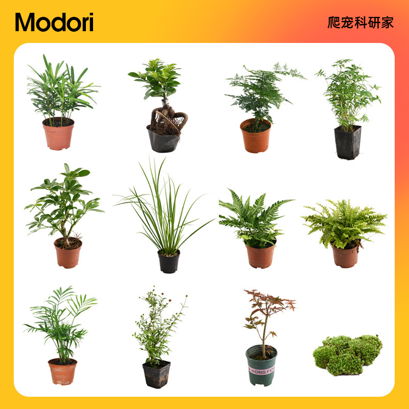 【官方推荐】：黄缘缸造景绿植图片