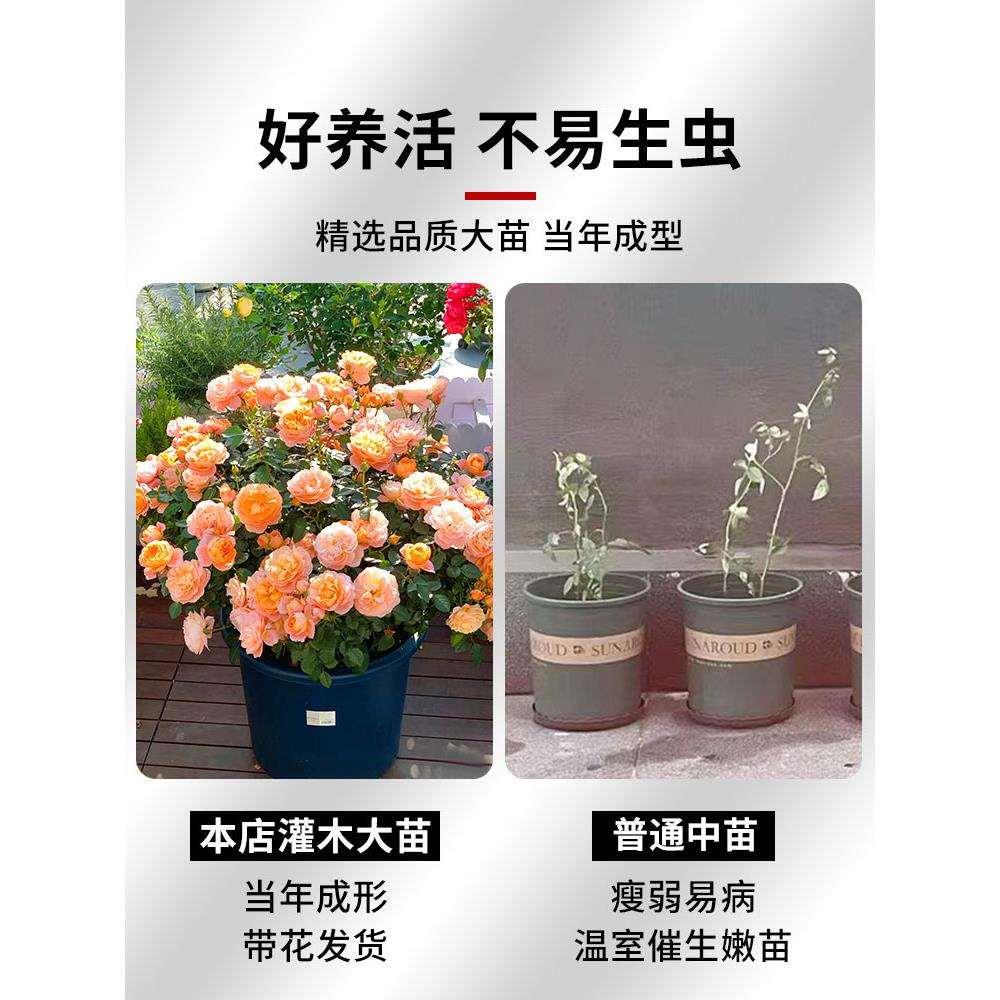 月季花苗果汁阳台四季开花特大花盆栽天荷繁星绒球门廊超微花卉