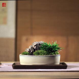伴石金钱菖蒲随手香菖蒲草紫砂苔藓假山石盆景茶桌办公桌面小盆栽